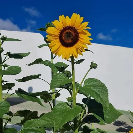 Finca-las Mariposas 2 Holiday home *